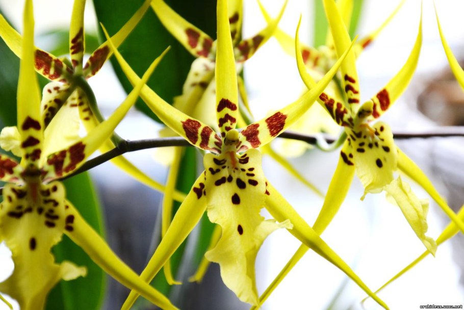 Брассия Шерлок Холмс Орхидея