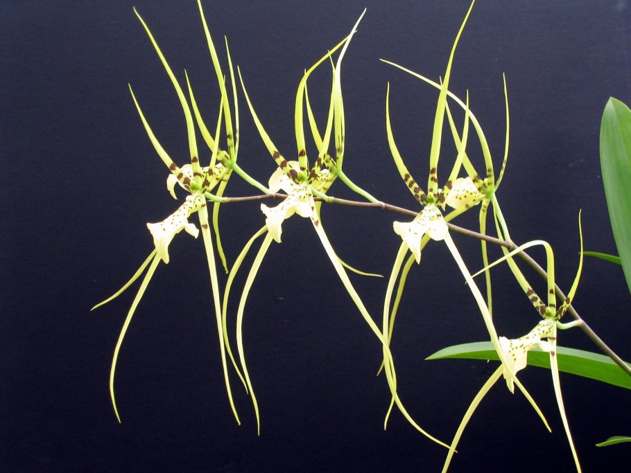 Орхидея brassia rex