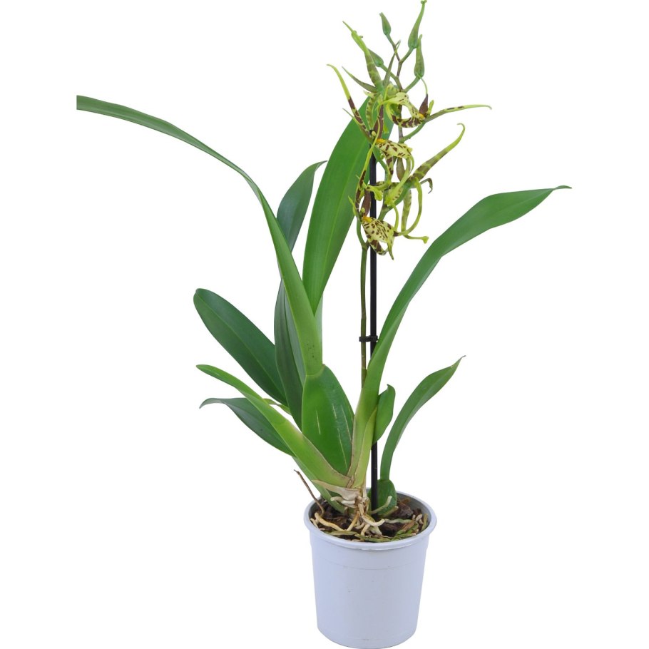 Орхидея брассия