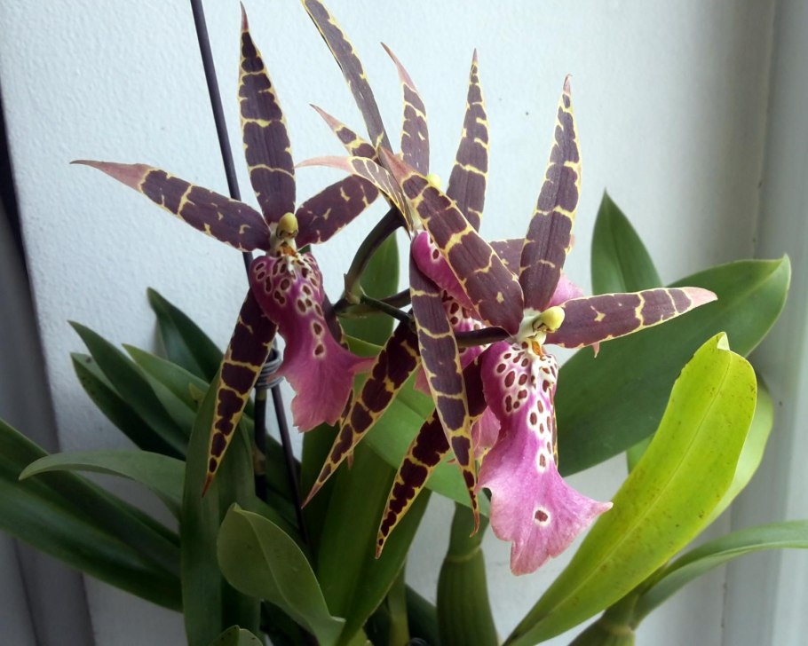 Орхидея паук брассия