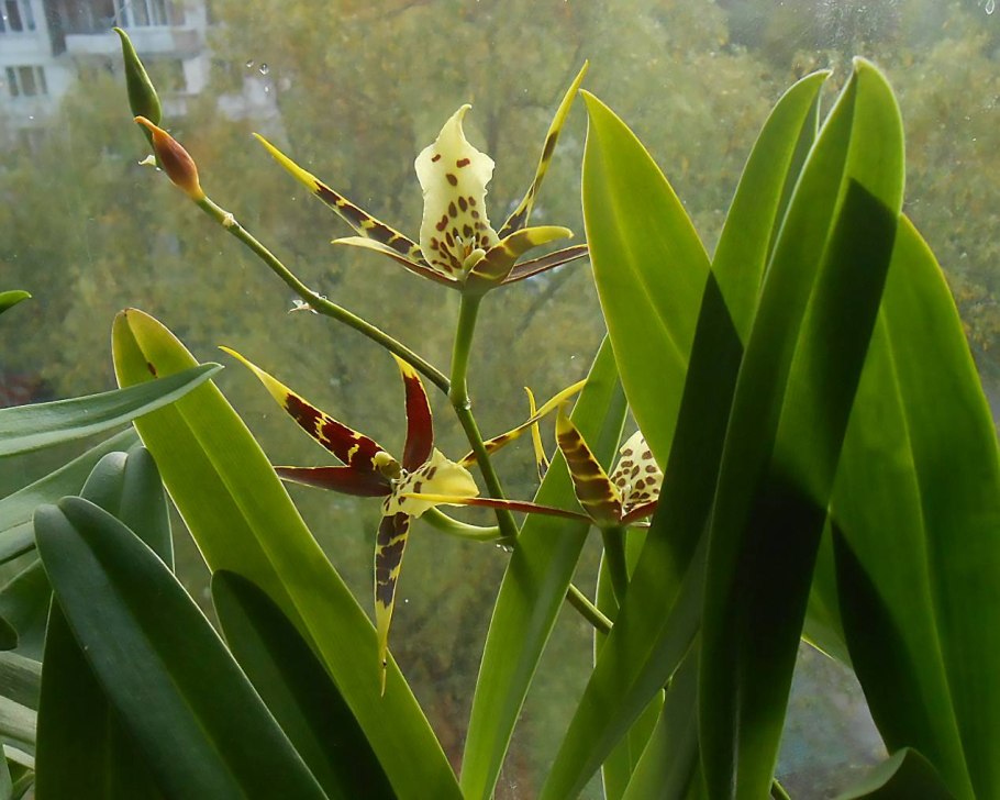 Брассия Тоскана