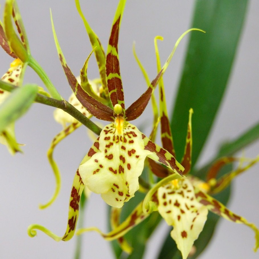 Брассия саммер Дрим