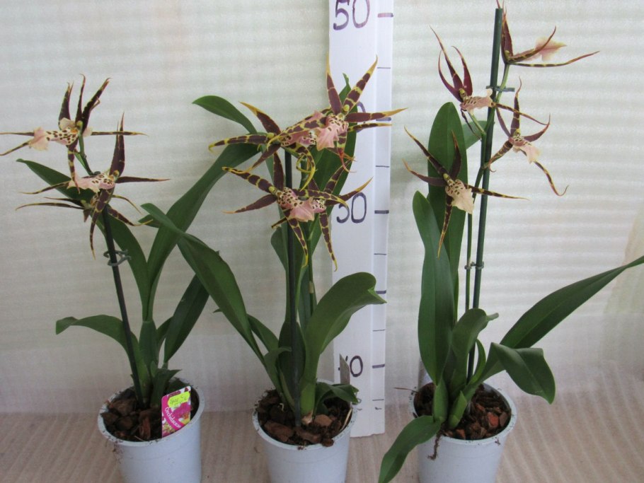 Орхидея брассия - "Shelob Tolkien"