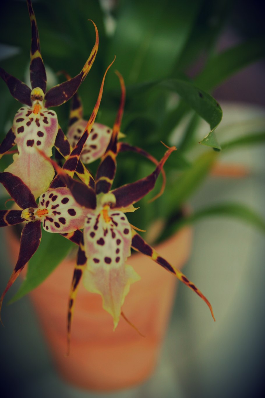 Орхидея Brassia Rex