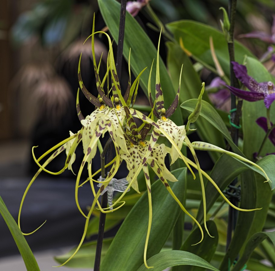 Орхидея камбрия брассия