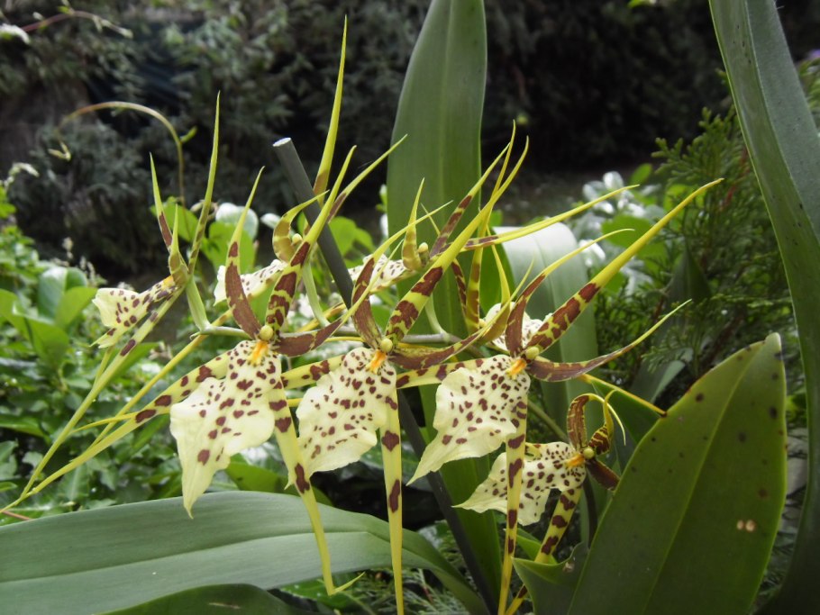 Камбрия брассия