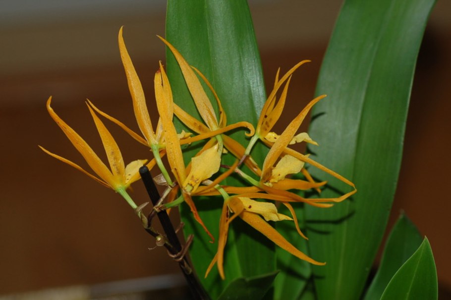 Брассия орхидея