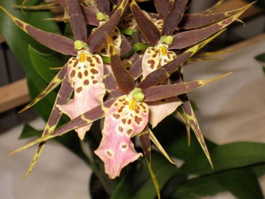 Орхидея Камбрия брассия