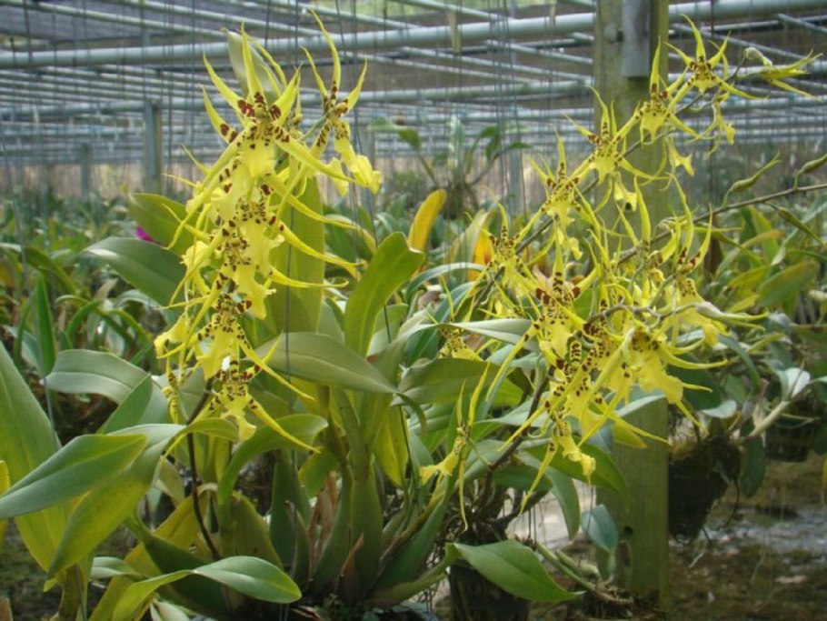 Орхидея брассия