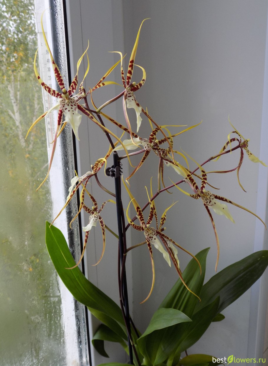 Брассия саммер Дрим