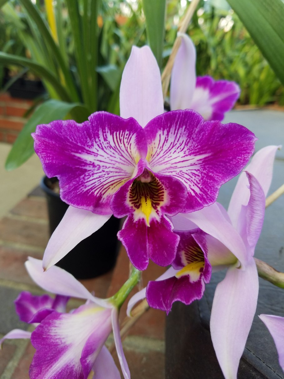 Орхидея Лелия Laelia