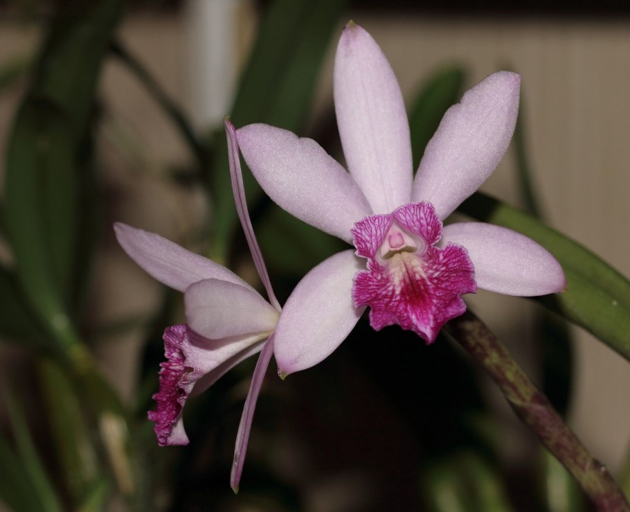 Laelia rubra