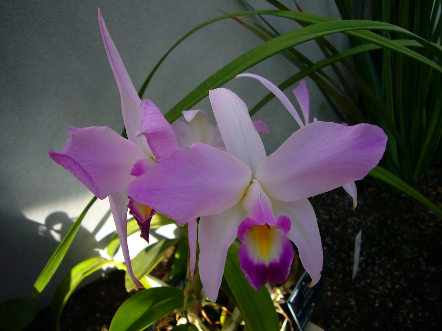 Лелия анцепс