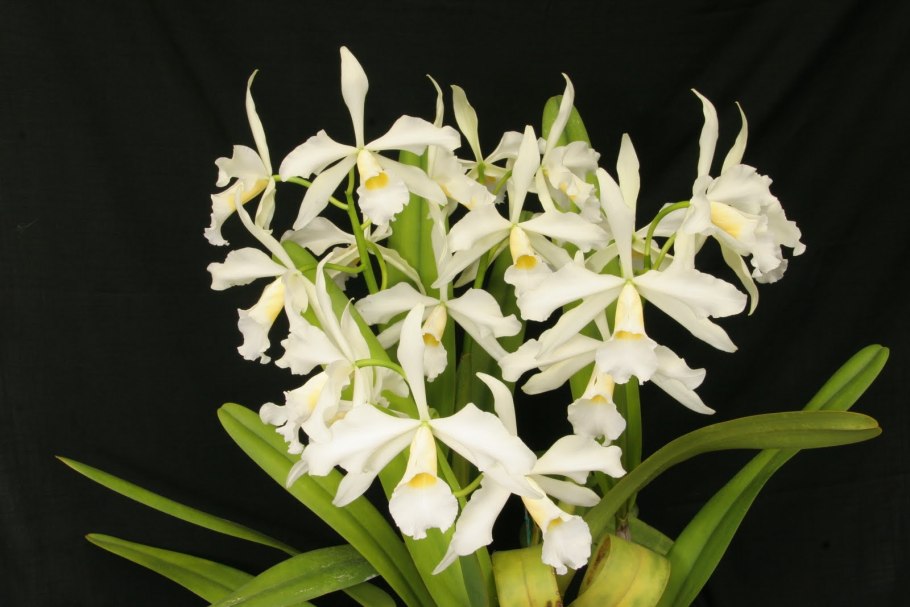 Laelia furfuracea