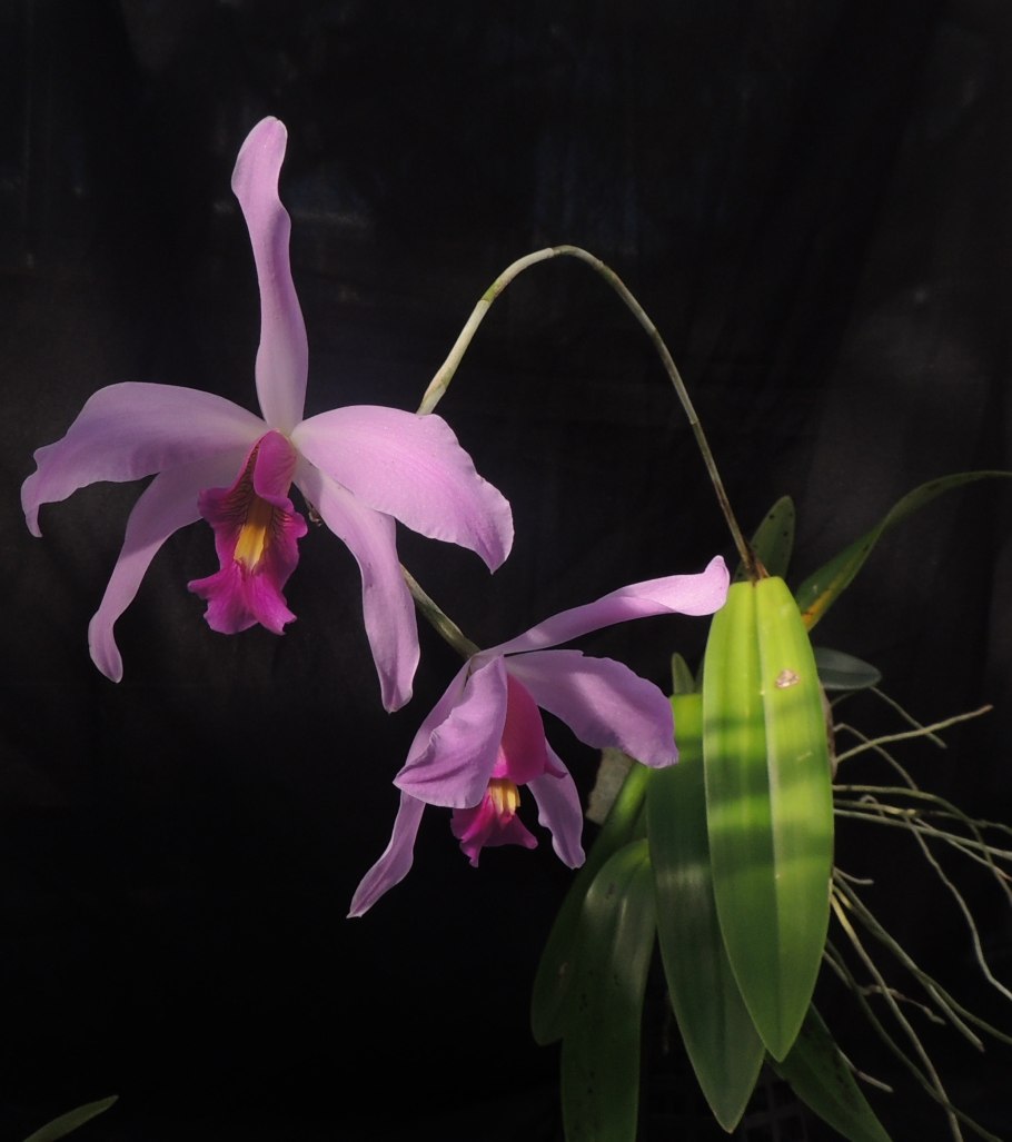 Laelia jongheana
