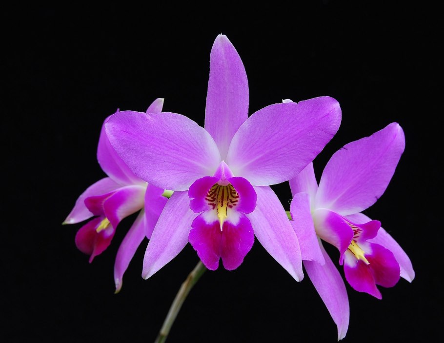 Laelia anceps
