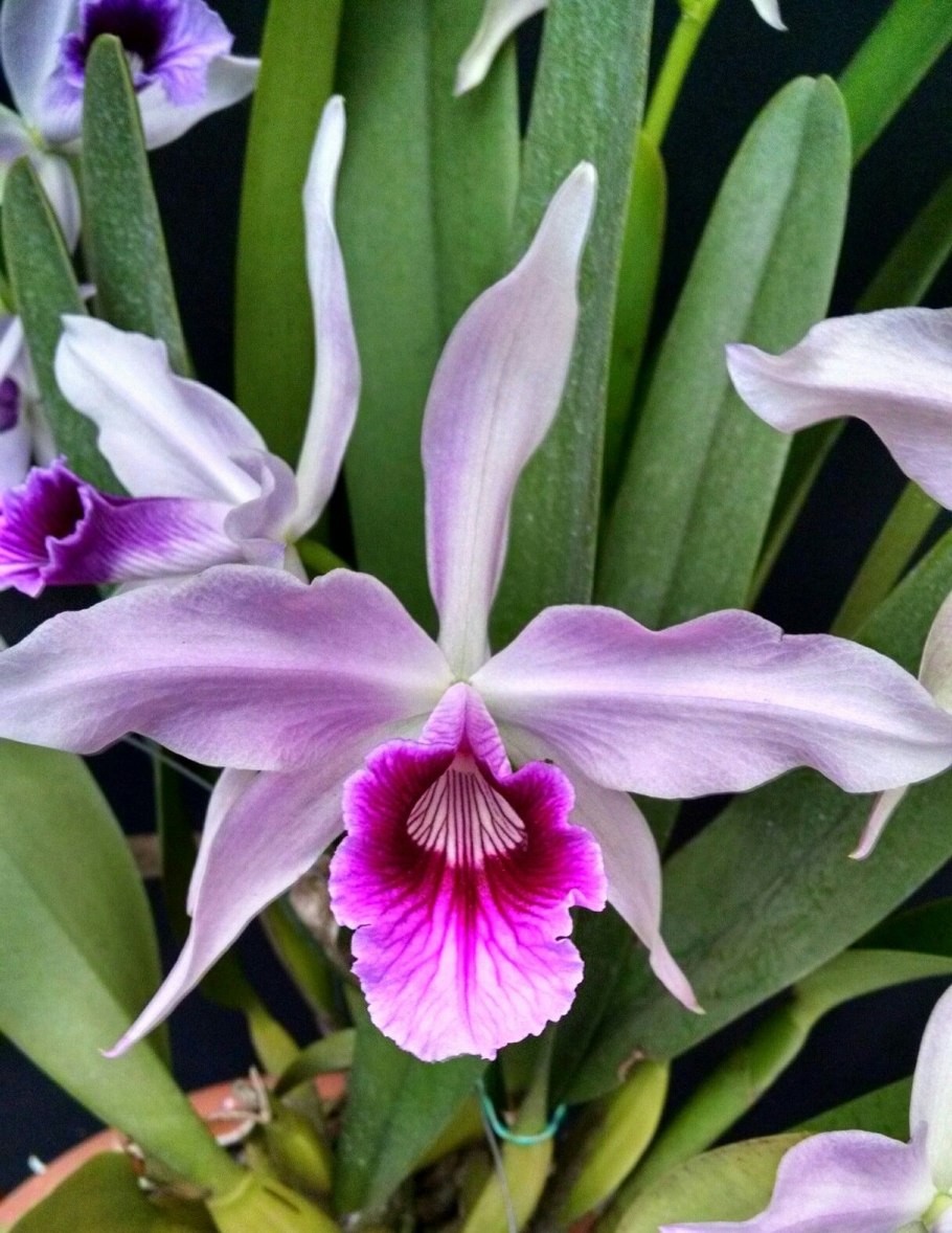 Орхидея Лелия специоза