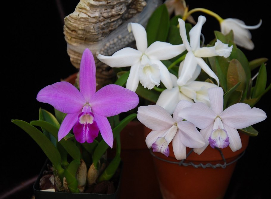 Laelia anceps