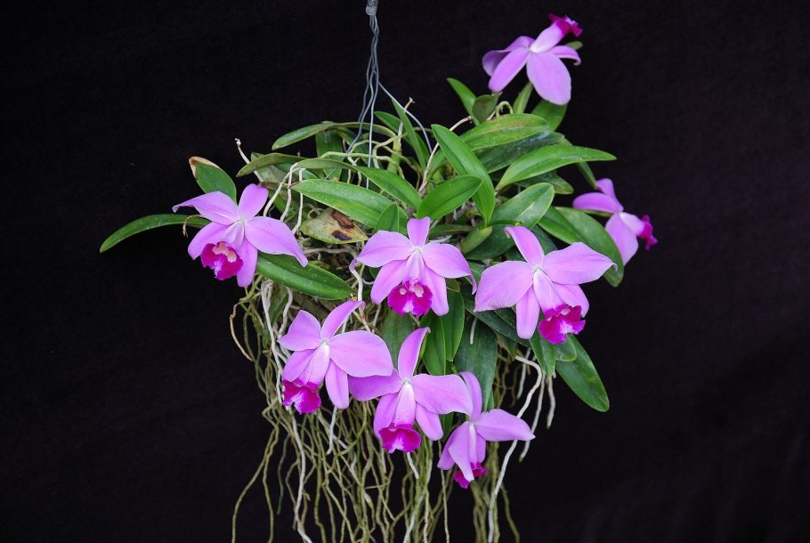 Laelia pumila