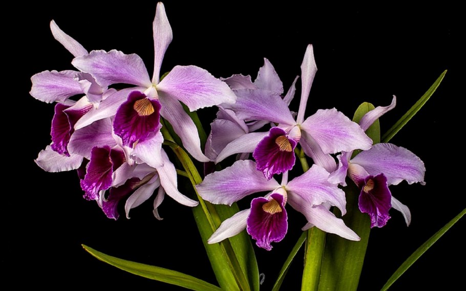 Laelia purpurata