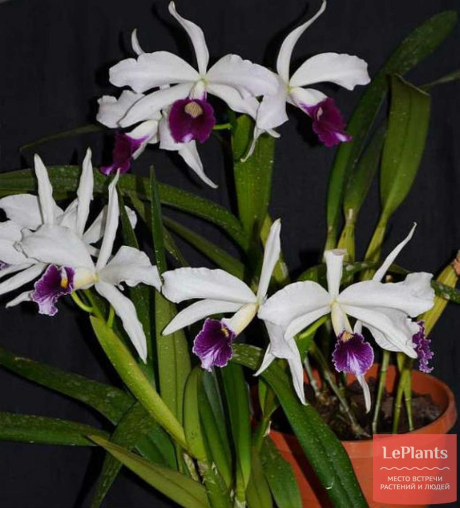 Букет из Орхидея Лелия