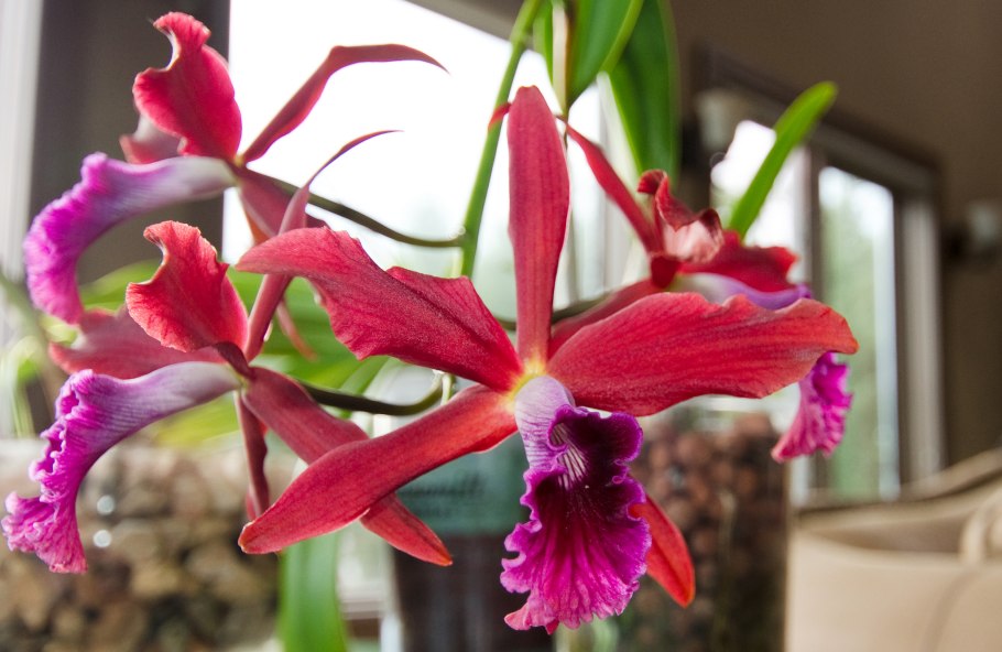 Laelia verboonenii