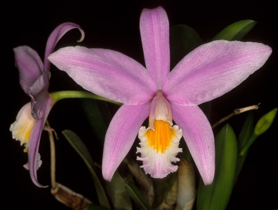 Laelia purpurata