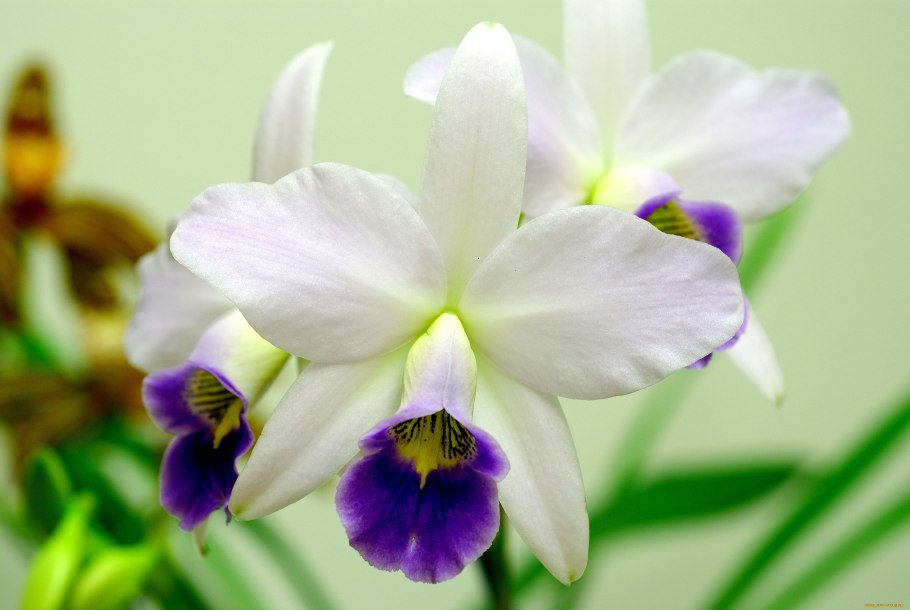 Laelia Aurea