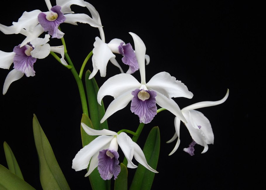 Laelia purpurata werkhauseri