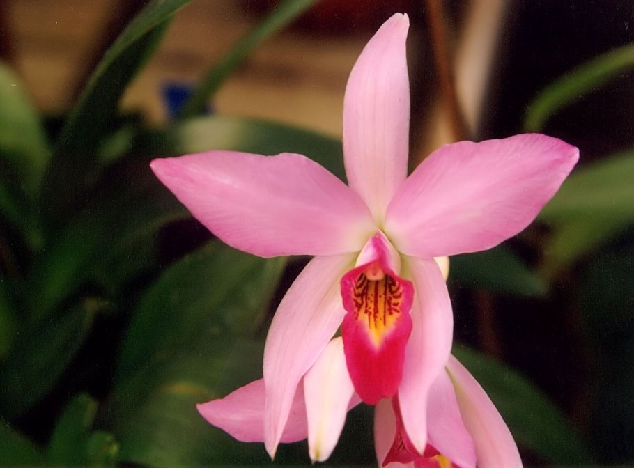 Laelia орхидеи