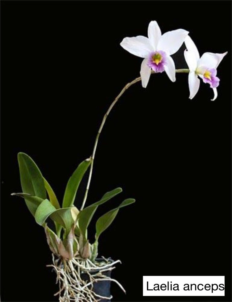 Laelia purpurata