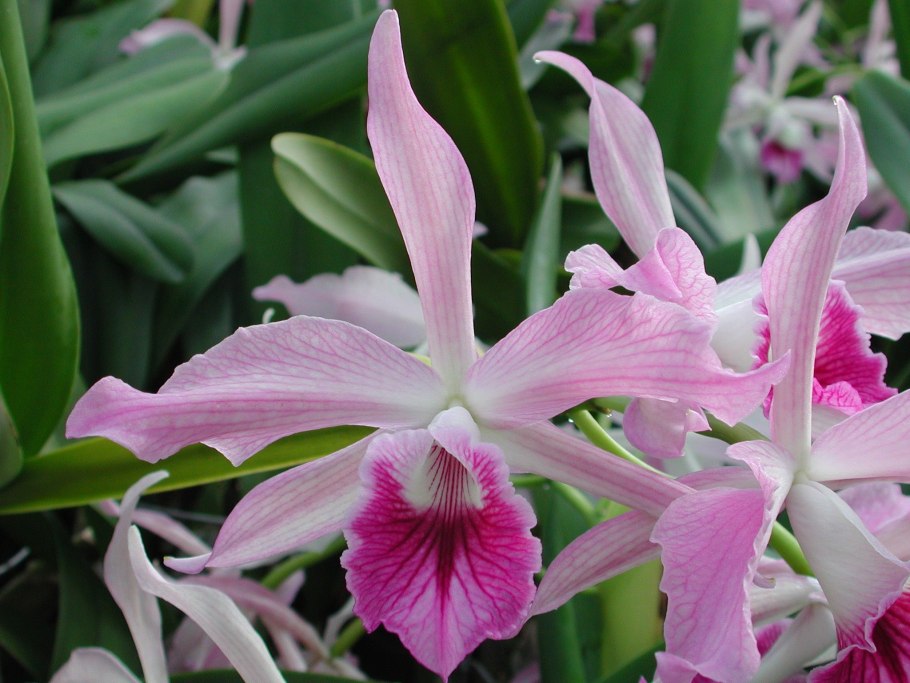 Laelia anceps