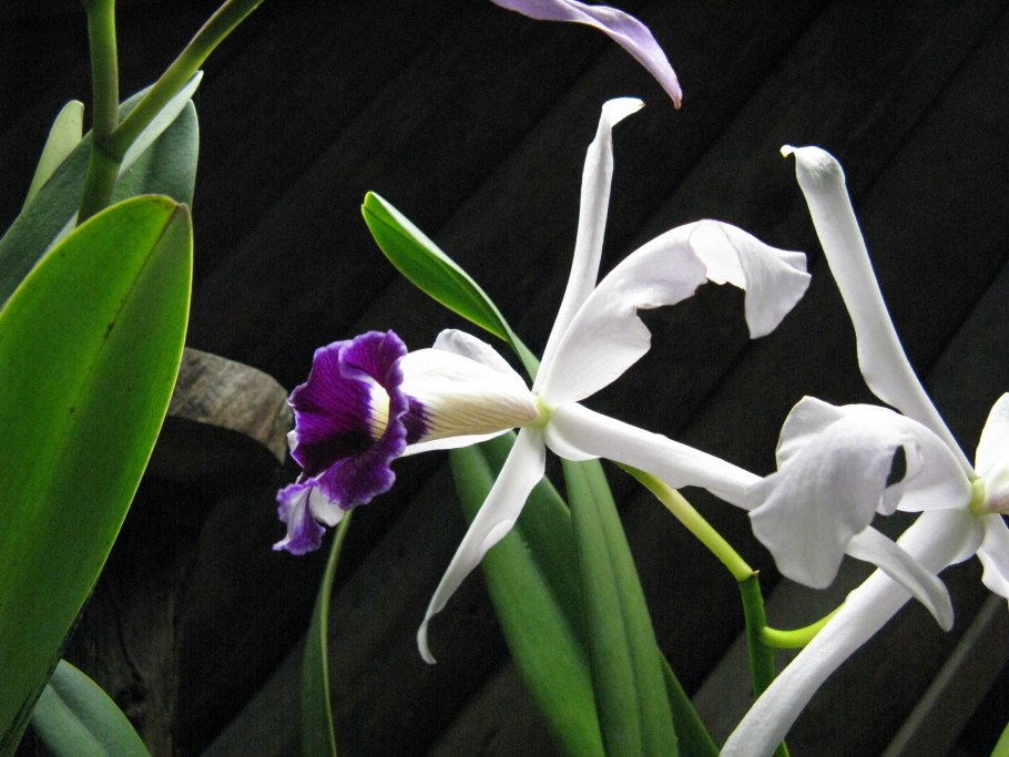 Laelia sincorana coerulea