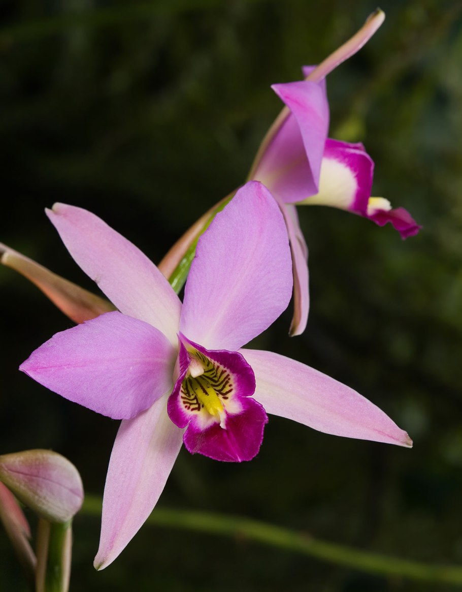 Laelia anceps veitchiana