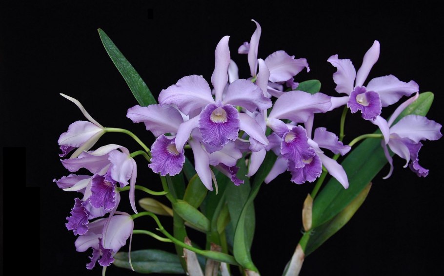 Орхидея Лелия Laelia