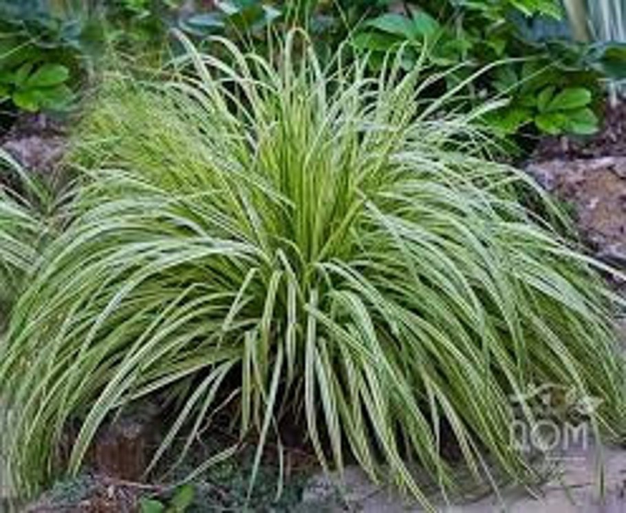 Осока Просяная