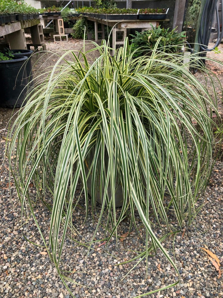 Осока повислая