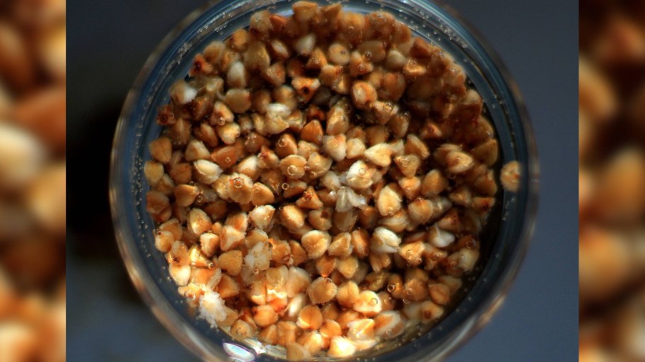 Гречка крупа растет