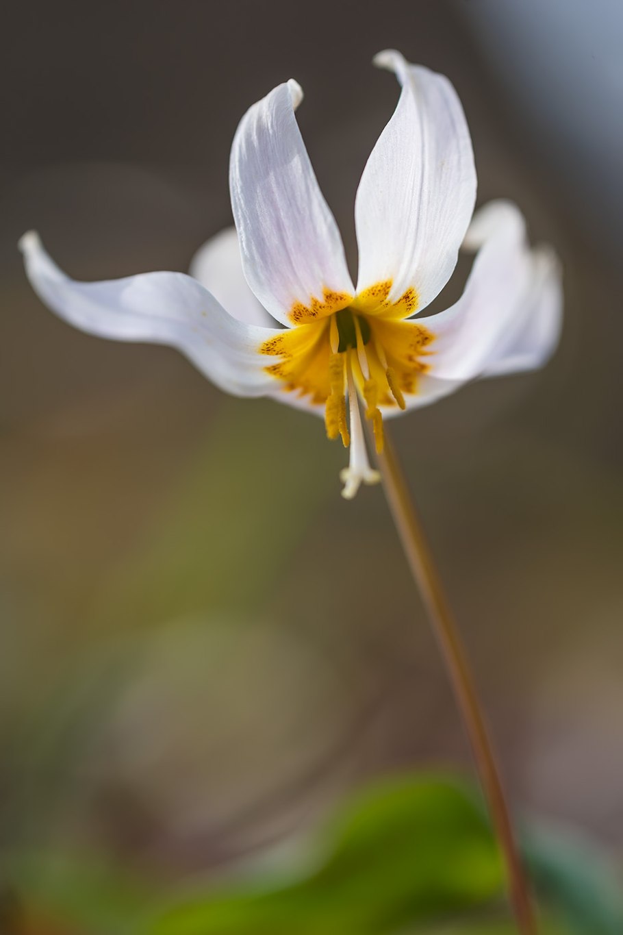 Erythronium caucasicum