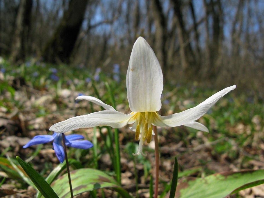 Кандык Европейский