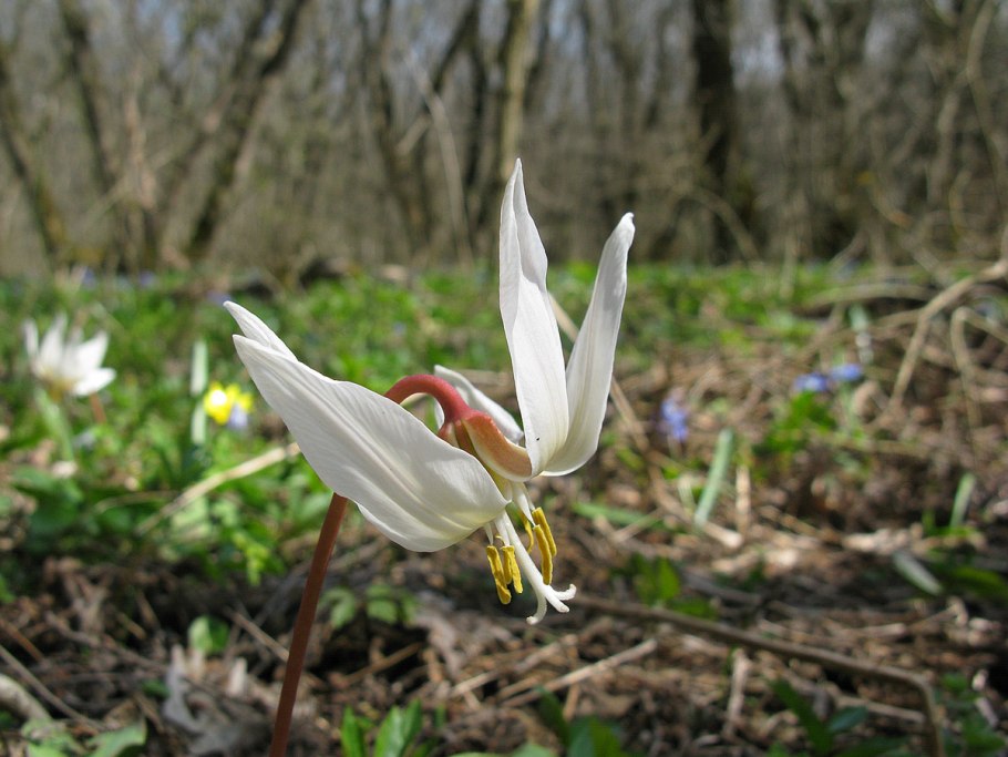Кандык Саянский