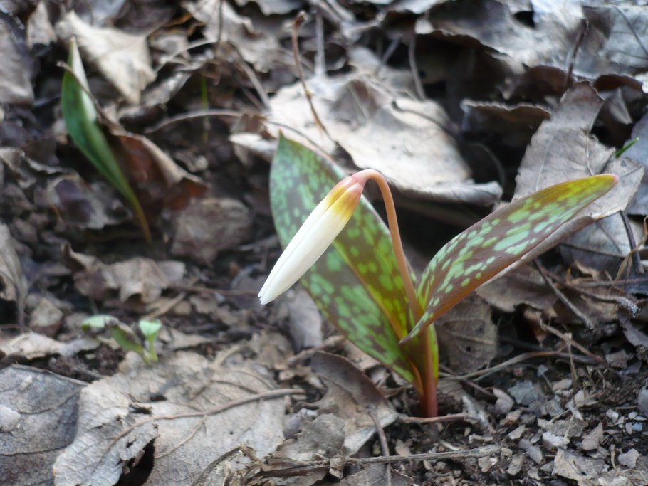 Эритрониум Кандык