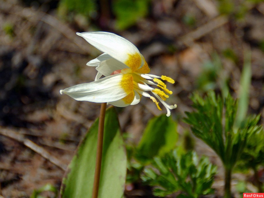 Эритрониум Кандык кавказский