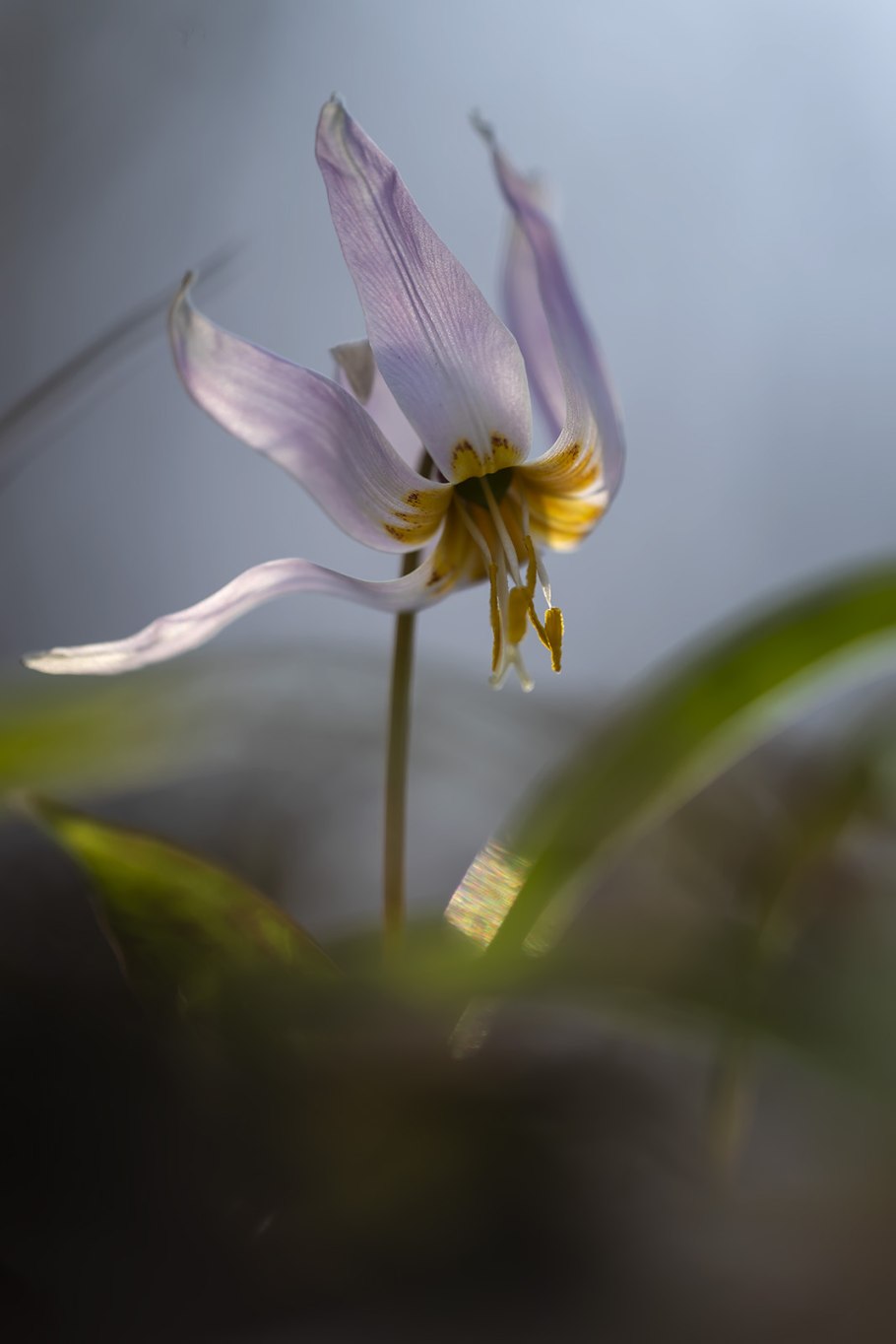 Кандык Абхазии