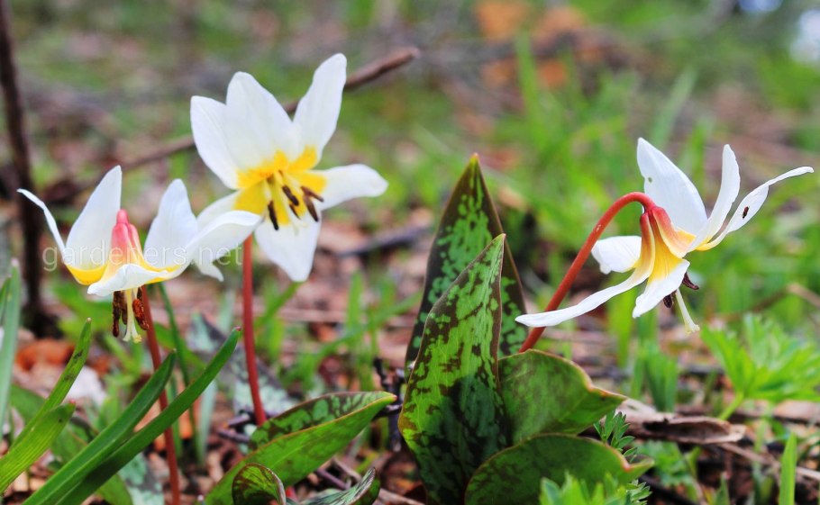 . Snowflake Кандык Европейский