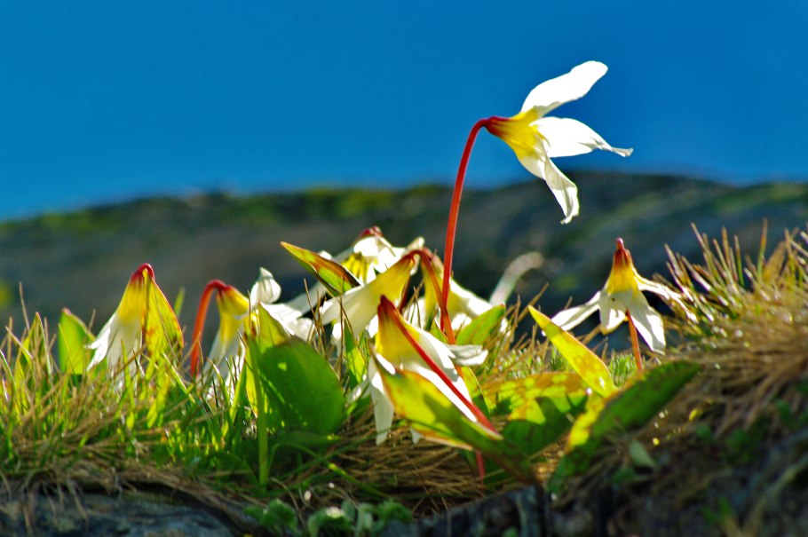 Кандык кавказский caucasicum