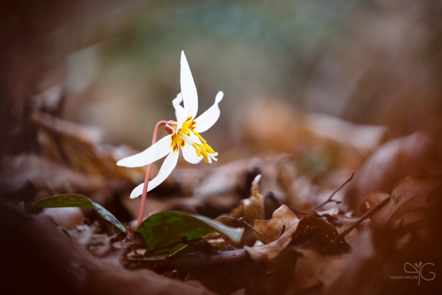 Кандык Сибирский корень