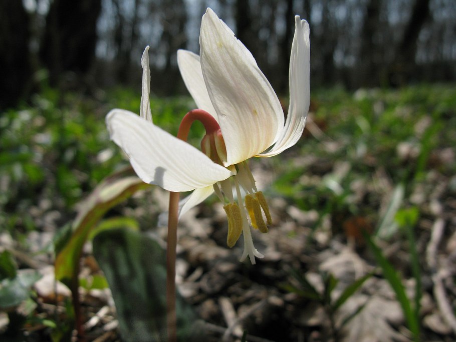 Эритрониум кавказский