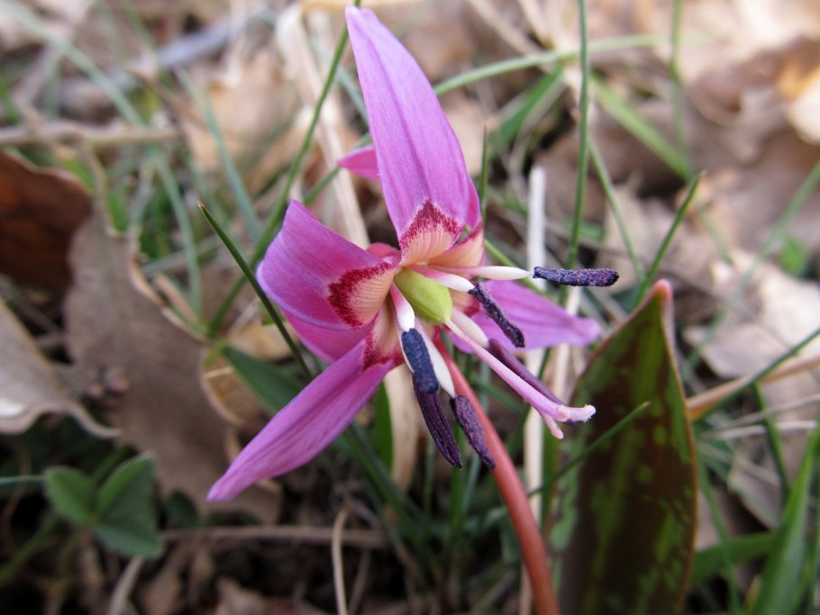 Кандык ( x Erythronium ) Joanna