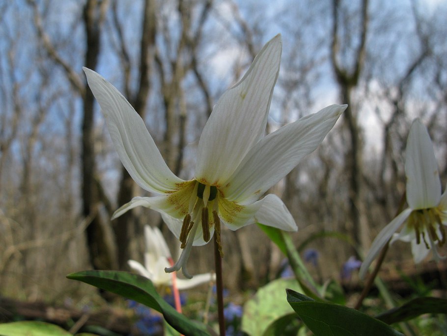 Эритрониум Кандык кавказский